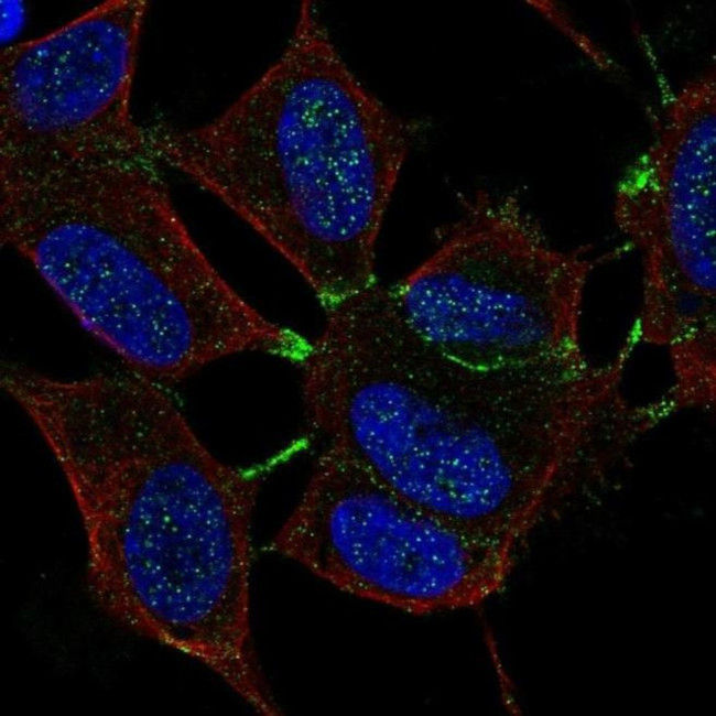 MTHFR Antibody in Immunocytochemistry (ICC/IF)