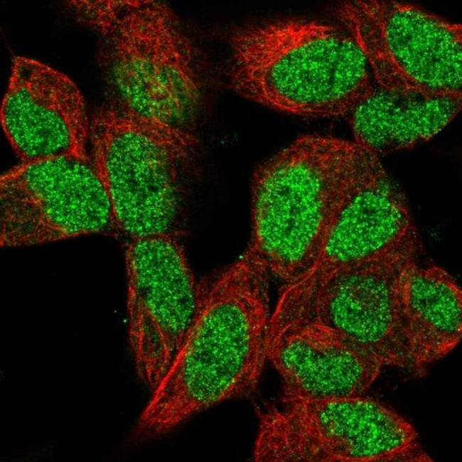 MEL18 Antibody in Immunocytochemistry (ICC/IF)