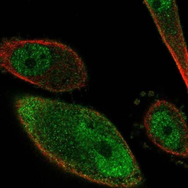 PKIG Antibody in Immunocytochemistry (ICC/IF)