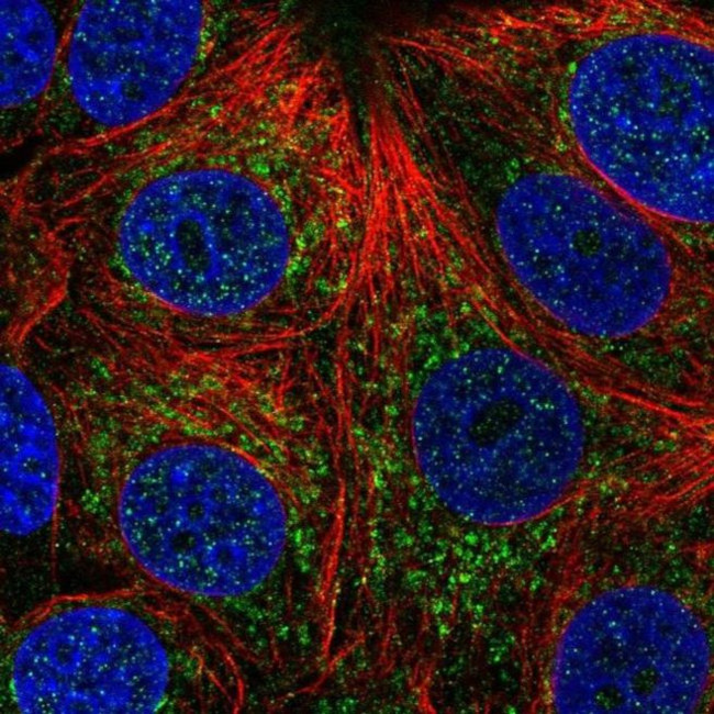 CHCHD4 Antibody in Immunocytochemistry (ICC/IF)