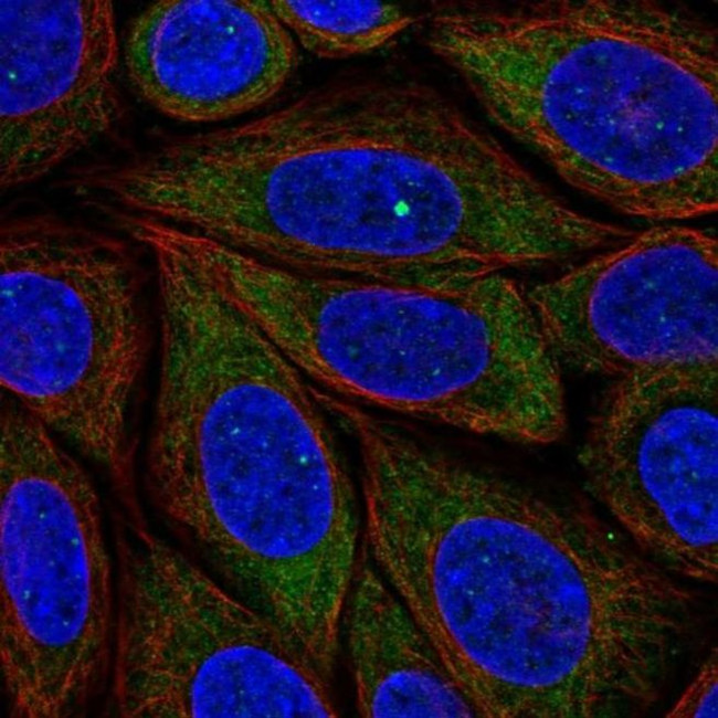 PRRC2B Antibody in Immunocytochemistry (ICC/IF)