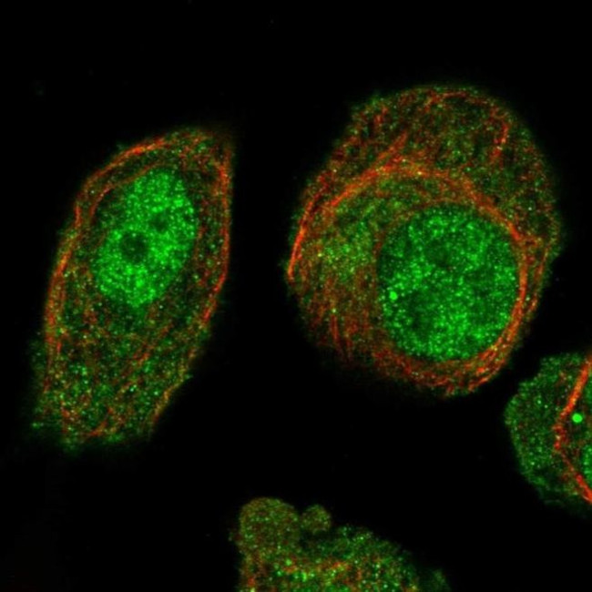 ARL4A Antibody in Immunocytochemistry (ICC/IF)