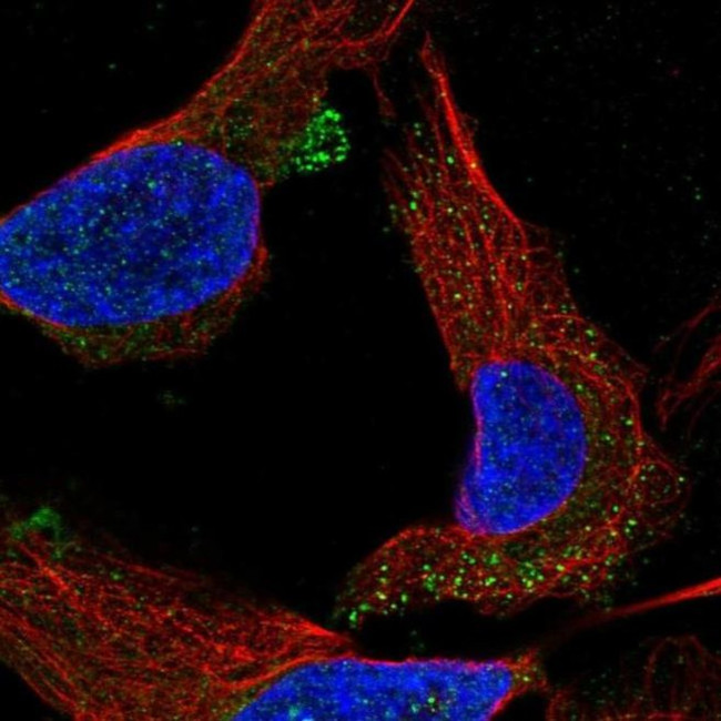 C1orf53 Antibody in Immunocytochemistry (ICC/IF)