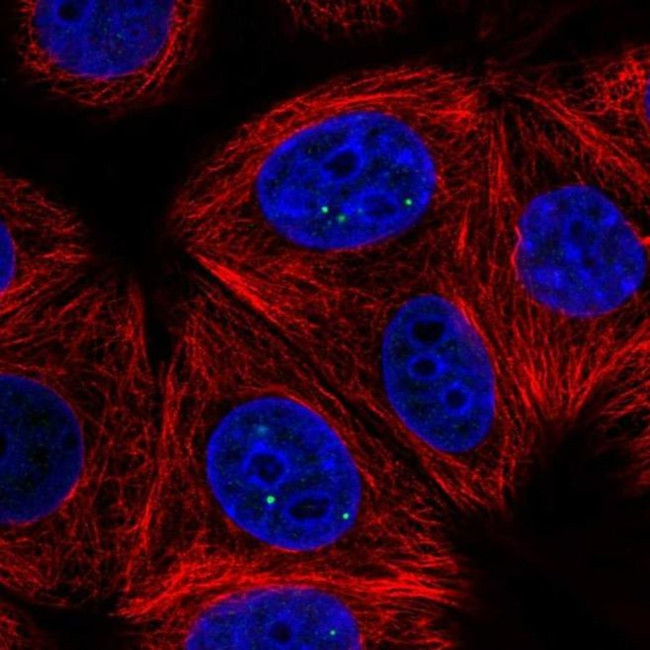 TH1L Antibody in Immunocytochemistry (ICC/IF)