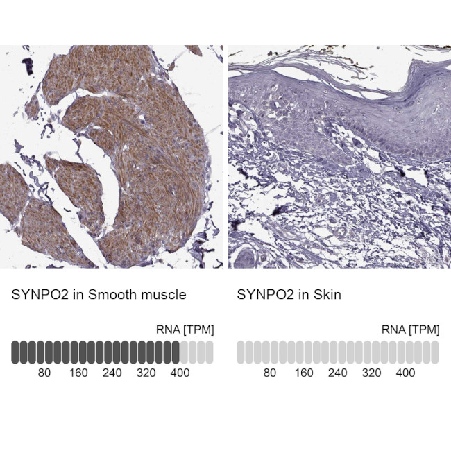 SYNPO2 Antibody