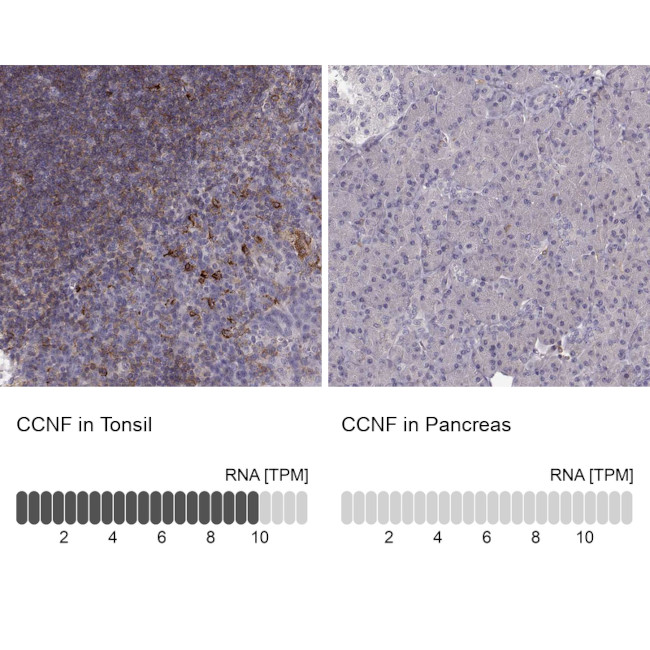 Cyclin F Antibody