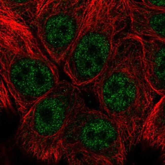 SNAI3 Antibody in Immunocytochemistry (ICC/IF)