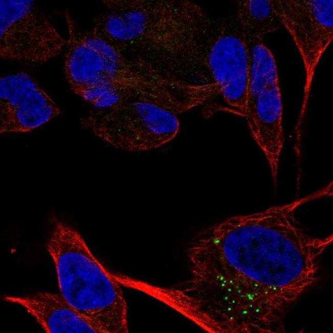 CACNA2D2 Antibody in Immunocytochemistry (ICC/IF)