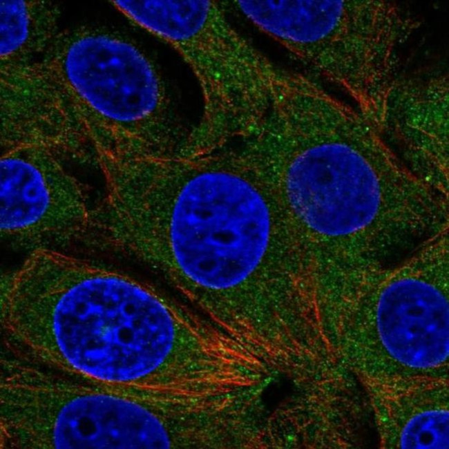 RABGAP1 Antibody in Immunocytochemistry (ICC/IF)