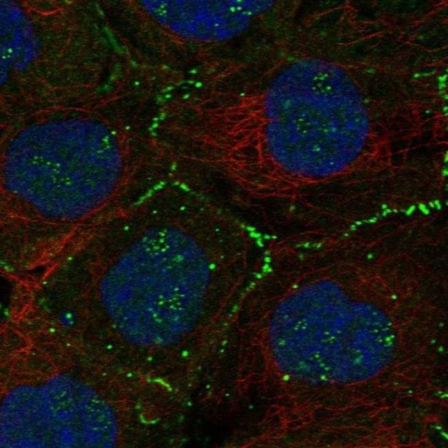 FBLIM1 Antibody in Immunocytochemistry (ICC/IF)