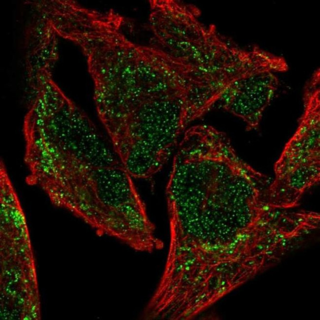 NDUFA9 Antibody in Immunocytochemistry (ICC/IF)