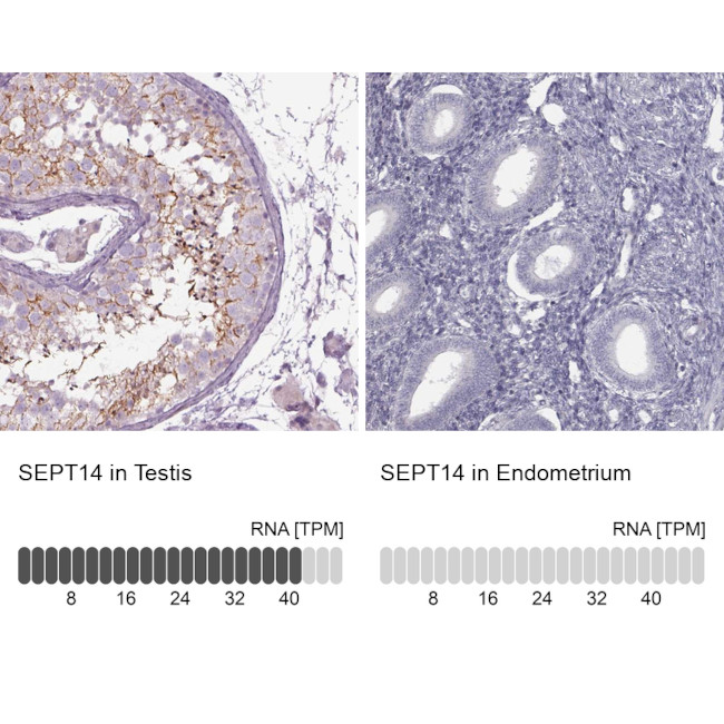 Septin-14 Antibody