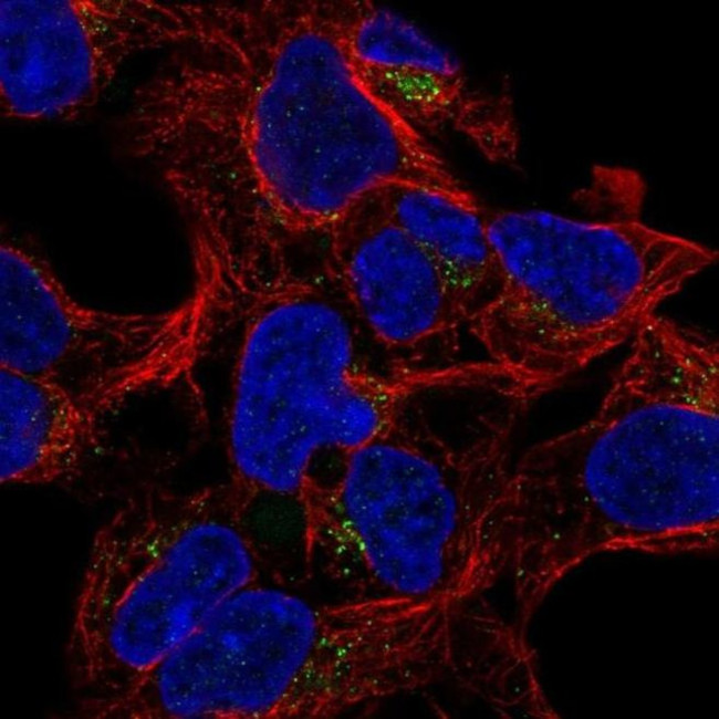 GALNT8 Antibody in Immunocytochemistry (ICC/IF)