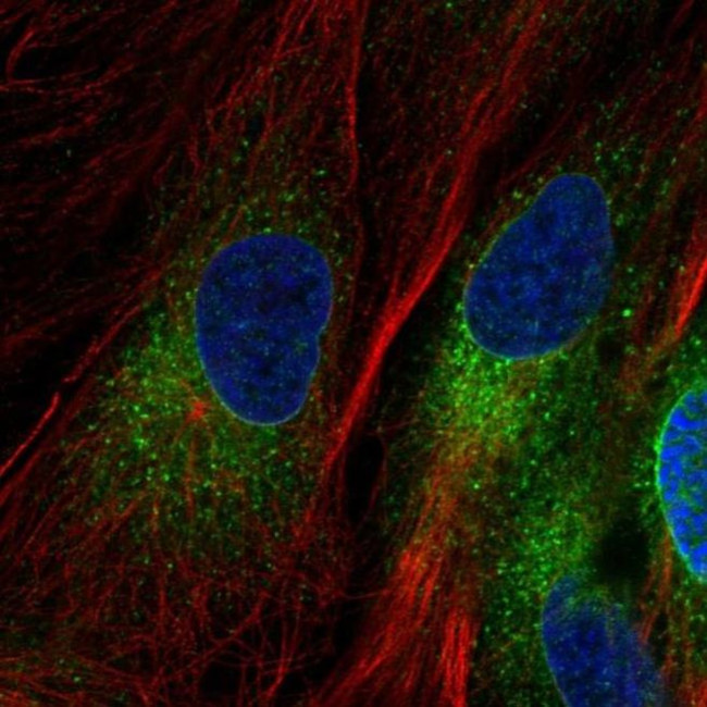 YIPF5 Antibody in Immunocytochemistry (ICC/IF)