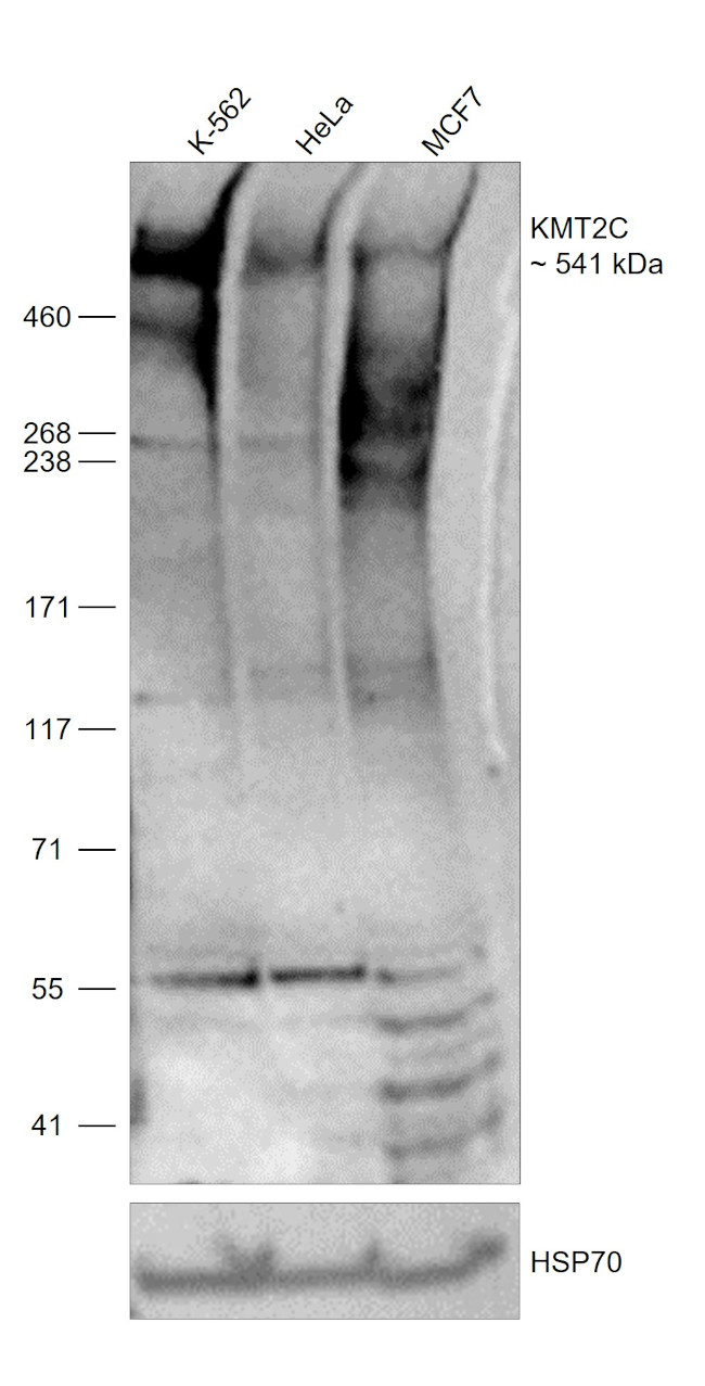 KMT2C Antibody in Western Blot (WB)