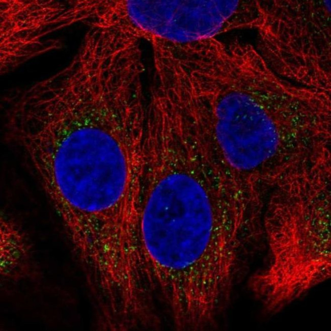 SH2B1 Antibody in Immunocytochemistry (ICC/IF)