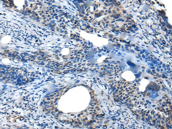 SAA4 Antibody in Immunohistochemistry (Paraffin) (IHC (P))