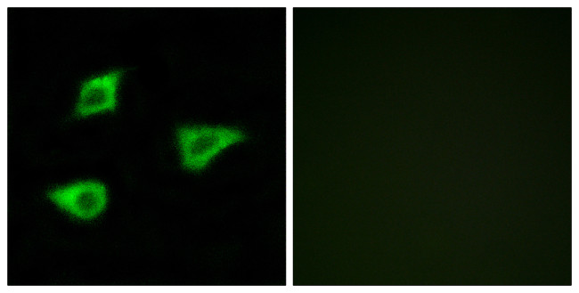 CHRM4 Antibody in Immunocytochemistry (ICC/IF)