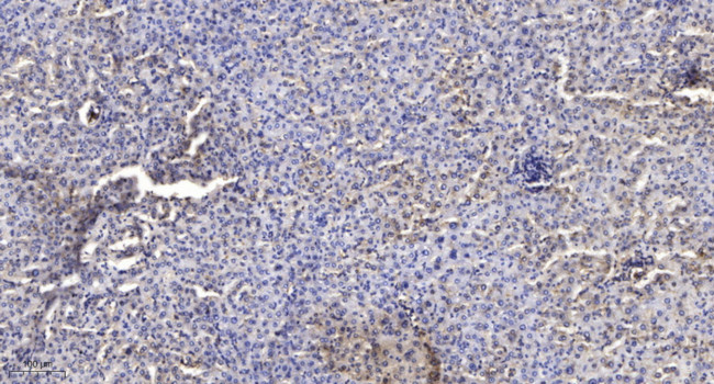 SOD3 Antibody in Immunohistochemistry (Paraffin) (IHC (P))