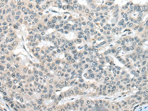 UCN3 Antibody in Immunohistochemistry (Paraffin) (IHC (P))