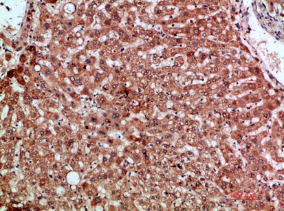 MIP-3 alpha Antibody in Immunohistochemistry (Paraffin) (IHC (P))