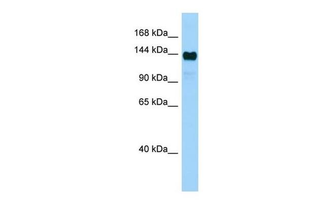 AFF4 Antibody in Western Blot (WB)