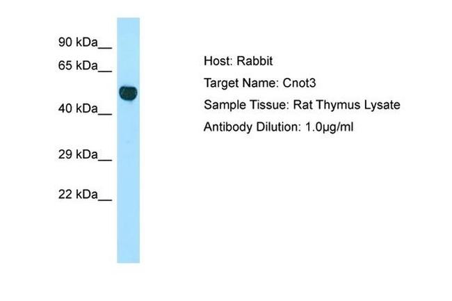 CNOT3 Antibody in Western Blot (WB)