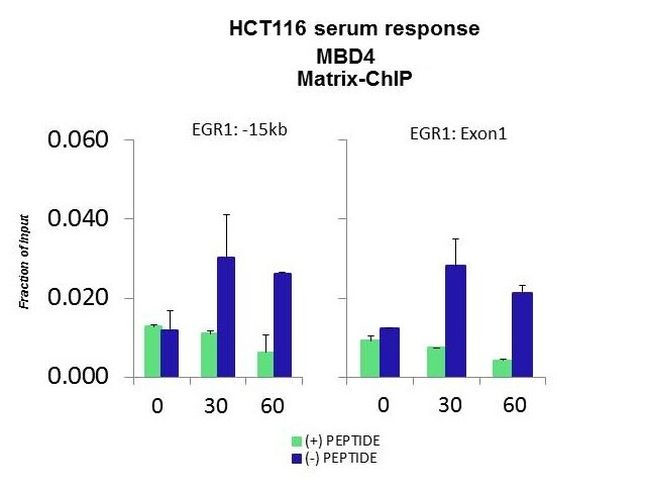 MBD4 Antibody in ChIP Assay (CHIP)