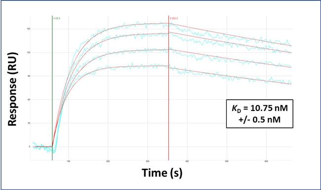 Arg3.1 Antibody in Surface plasmon resonance (SPR)