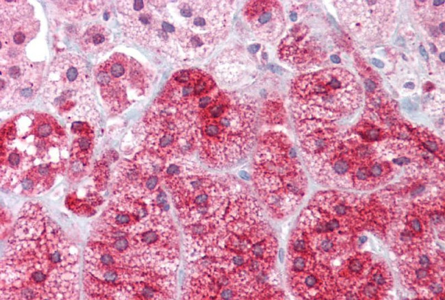 Arg3.1 Antibody in Immunohistochemistry (IHC)