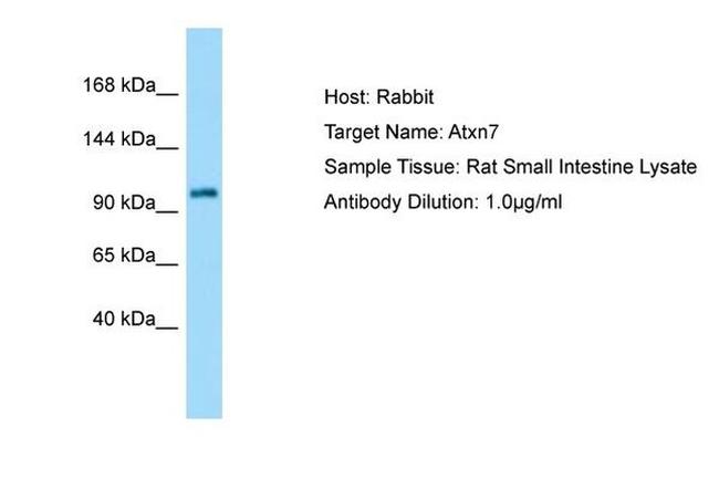 Ataxin 7 Antibody in Western Blot (WB)