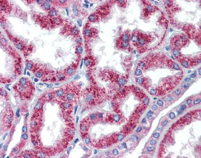 HOXA5 Antibody in Immunohistochemistry (Paraffin) (IHC (P))