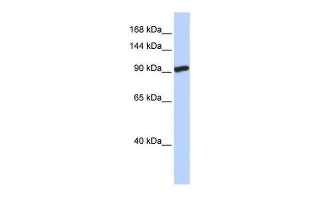 SIDT2 Antibody in Western Blot (WB)