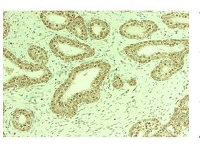 Nuclear Matrix Protein p84 Antibody in Immunohistochemistry (Paraffin) (IHC (P))