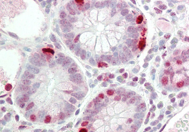 RAPGEF2 Antibody in Immunohistochemistry (Paraffin) (IHC (P))