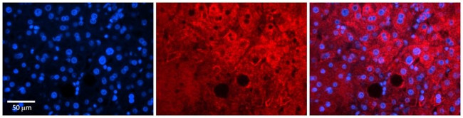 PARD6B Antibody in Immunohistochemistry (Paraffin) (IHC (P))