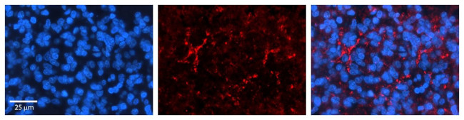 SLC1A4 Antibody in Immunohistochemistry (Paraffin) (IHC (P))