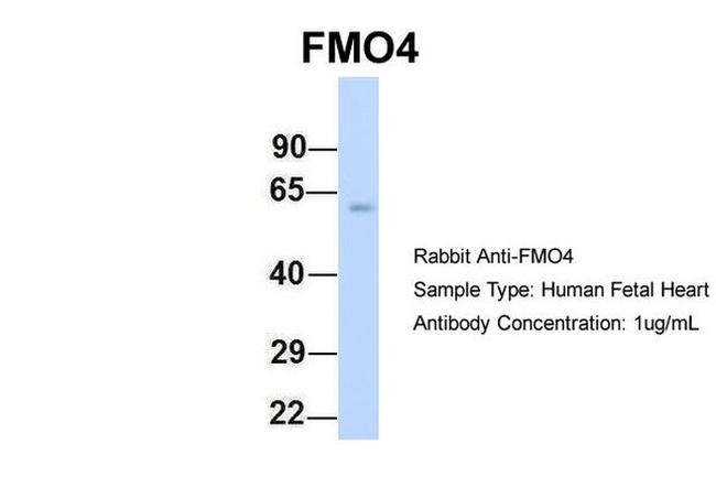 FMO4 Antibody in Western Blot (WB)
