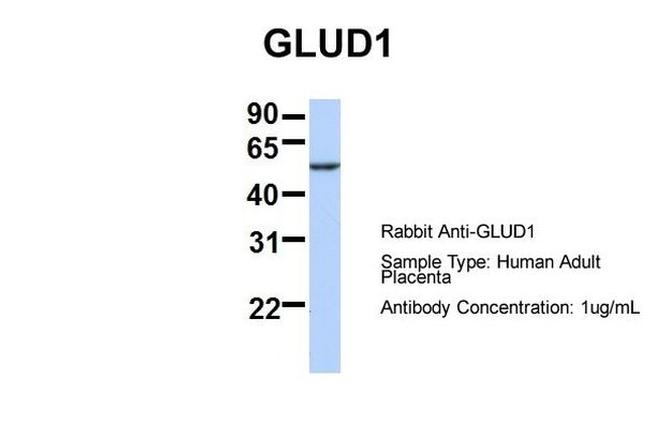 GluD1 Antibody in Western Blot (WB)