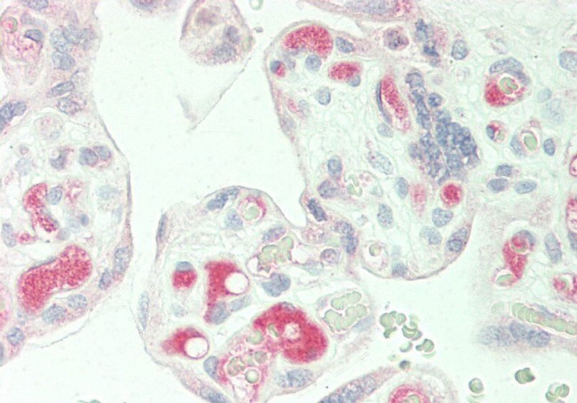 PLA2G2E Antibody in Immunohistochemistry (Paraffin) (IHC (P))