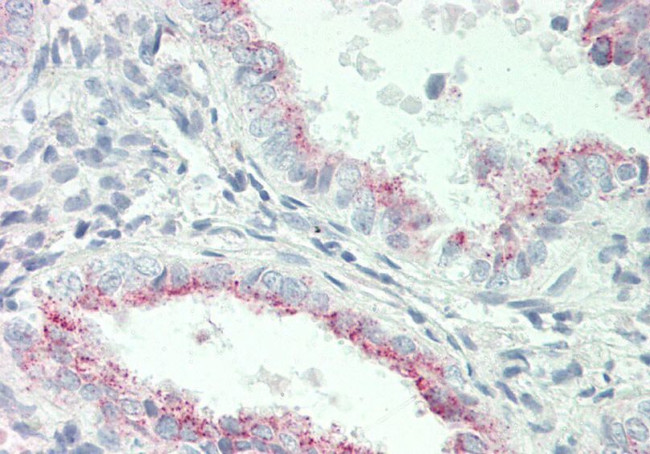 PLA2G2E Antibody in Immunohistochemistry (Paraffin) (IHC (P))