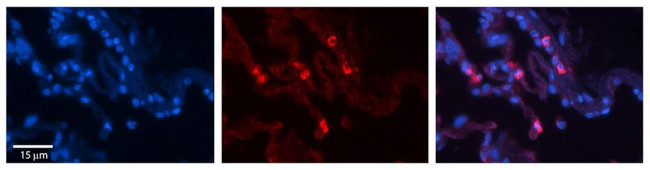 HLA-F Antibody in Immunohistochemistry (Paraffin) (IHC (P))