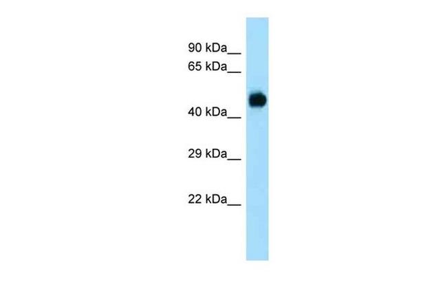 DUSP7 Antibody in Western Blot (WB)