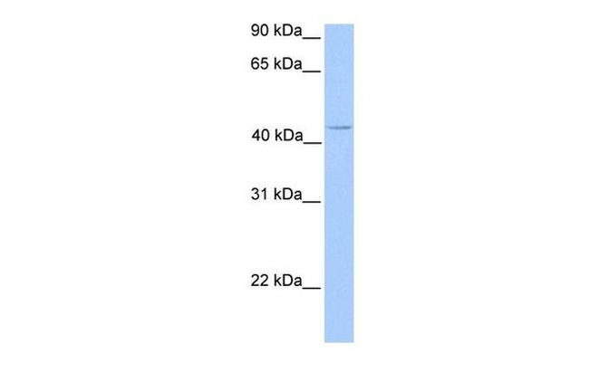 C17orf97 Antibody in Western Blot (WB)