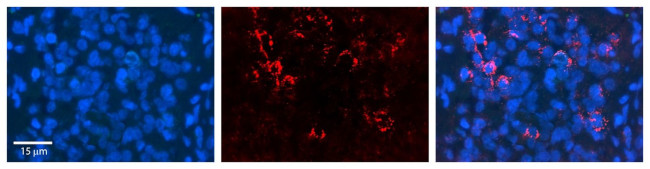 NOMO1 Antibody in Immunohistochemistry (Paraffin) (IHC (P))