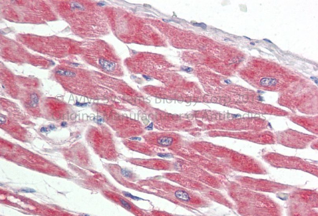 PKA alpha Antibody in Immunohistochemistry (Paraffin) (IHC (P))