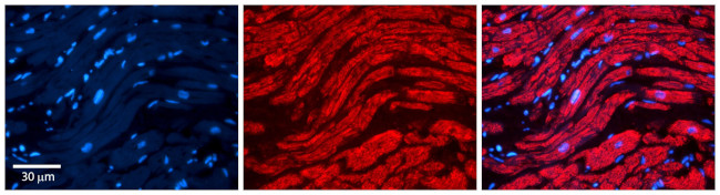 PKA alpha Antibody in Immunohistochemistry (Paraffin) (IHC (P))