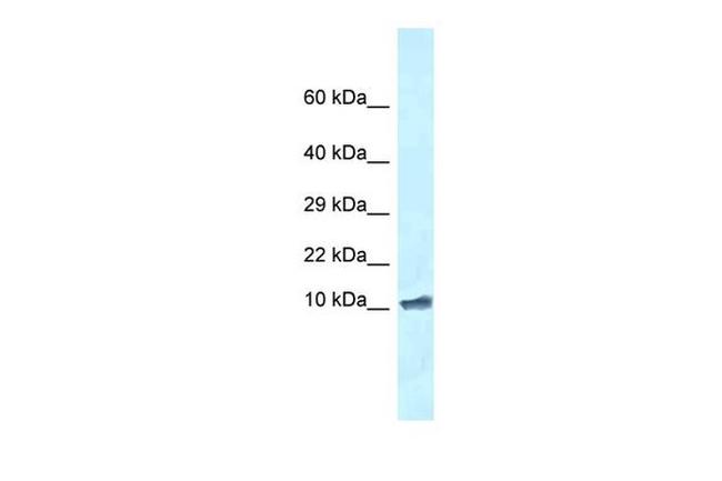 ROMO1 Antibody in Western Blot (WB)