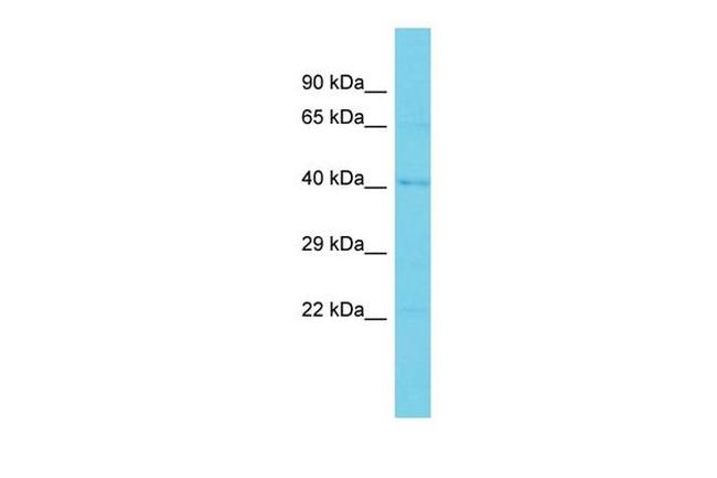 STING Antibody in Western Blot (WB)