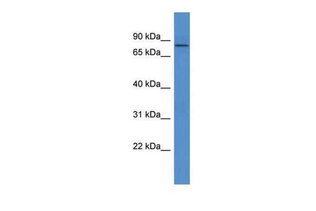 COL9A3 Antibody in Western Blot (WB)